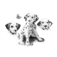 Laste Grafiitpliatsite Komplekt Dalmatians