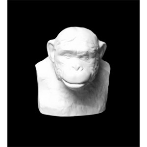 Гипсовая модель Шимпанзе бюст, 14 х 13 х 15 см
