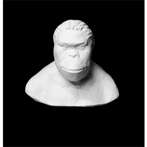 Plaster Cast,Bust of Australopithecus