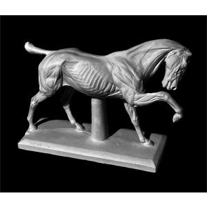 Plaster Cast. Horse Figure, Ecorche Horses