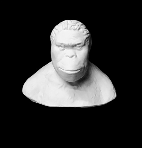 Plaster Cast,Bust of Australopithecus