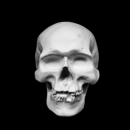 Plaster Cast Human Skull