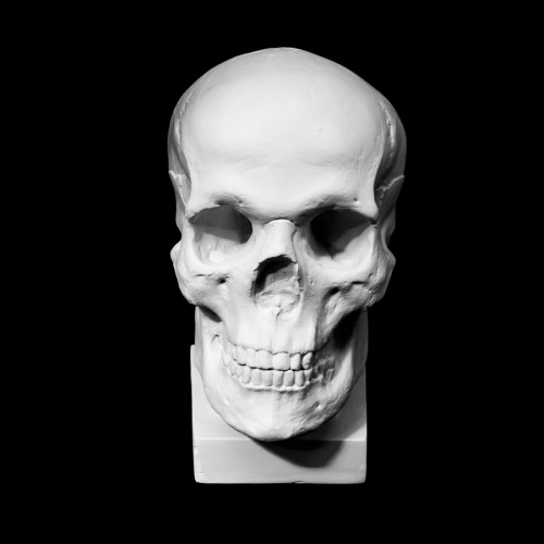Plaster Cast Human Skull Anatomical Referece