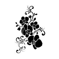 Orchidee Phalaenopsis A4