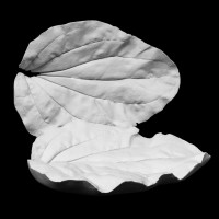 Plaster Modell For Painting With Hanger Plantain