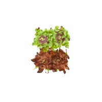 Gardenia 5Cm 4 Pcs In A Pack Cacao/Light Green