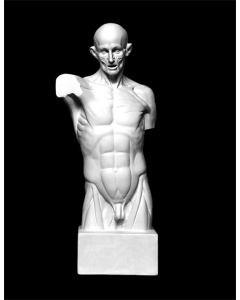 Plaster Cast. Torso of Houdon, Écorché
