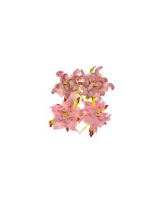 Gardenia 5Cm 4 Pcs In A Pack Pink/Pink&White